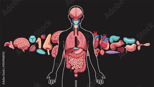 Detailed diagram of the human body showing internal organs like brain, heart, lungs, stomach, and digestive system.