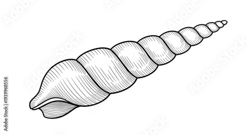 Detailed black and white engraving style illustration of a long spiral seashell with intricate line work and textures on white.