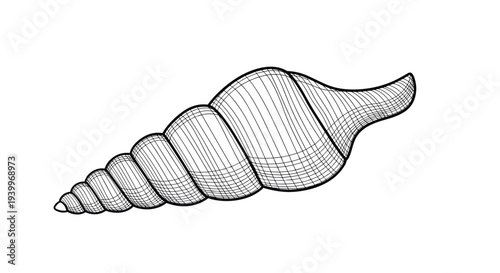 Intricate black and white engraving style sketch of a spiral seashell showing fine details and textures on a white background.