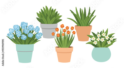 Assorted collection of five garden plants in various terracotta pots with blue and orange flowers on a white background.
