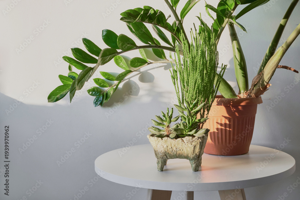 Obraz premium Potted succulents and zz plant displaying green foliage on white table in sunlight