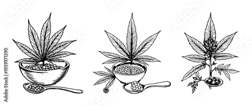 Detailed Hand-Drawn Cannabis Leaf and Plant Sketch in Vintage Style, Botanical Illustration for Medical Marijuana and Hemp Cultivation with Raw Ingredient Focus