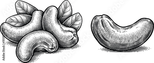 Cashew nuts with leaves and single kernel hand drawn engraving style collection