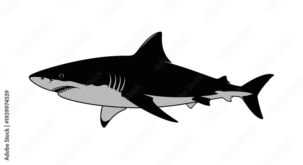 Obraz premium Fierce shark swimming through ocean waters with sharp teeth