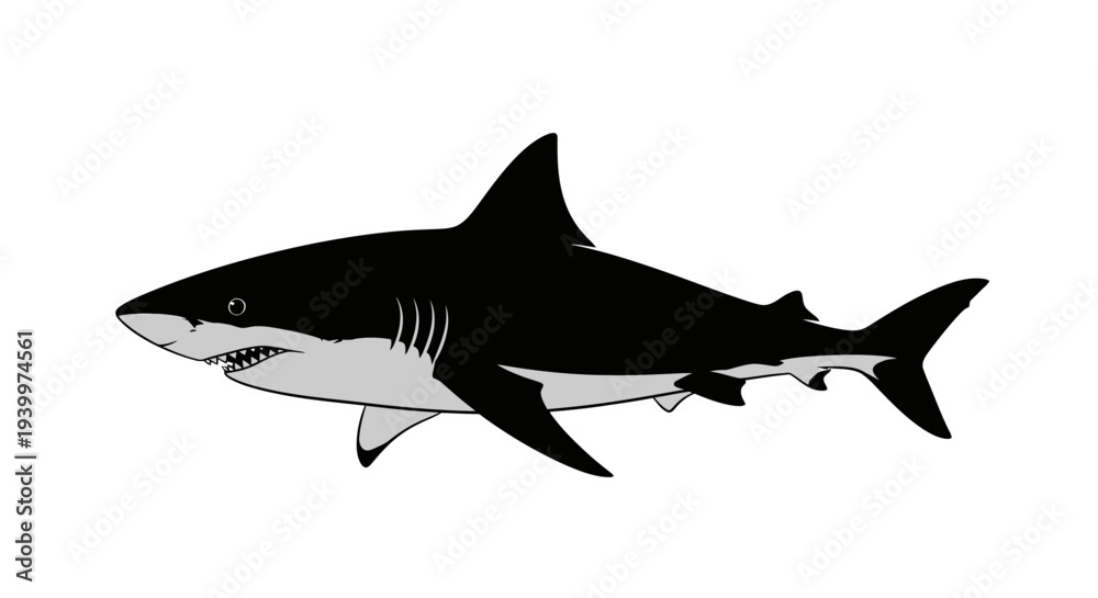 Obraz premium Fierce shark swimming in ocean waters with sharp teeth