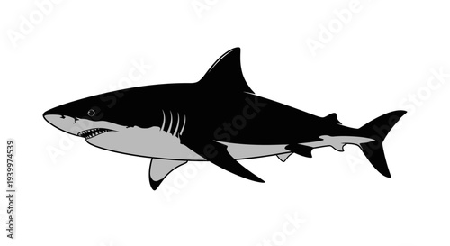 Fierce shark swimming through ocean waters with sharp teeth