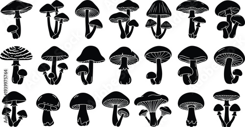 Collection of professional mushroom silhouettes featuring various fungi species including forest toadstools and wild organic mushrooms for nature biology and woodland design projects.