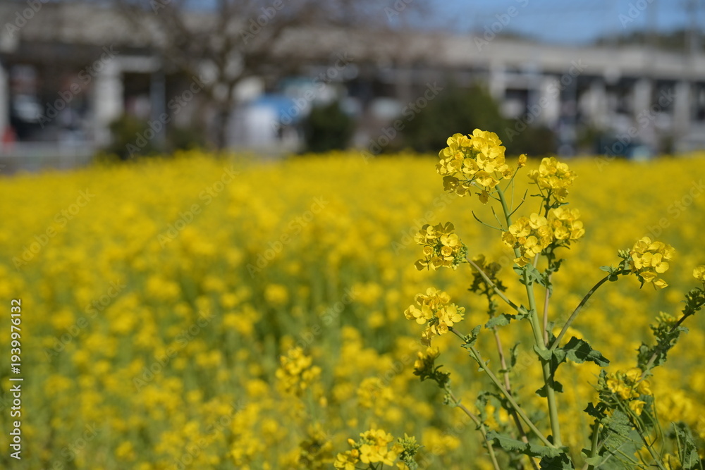 Obraz premium 満開の菜の花畑、高架の鉄道、青い空
