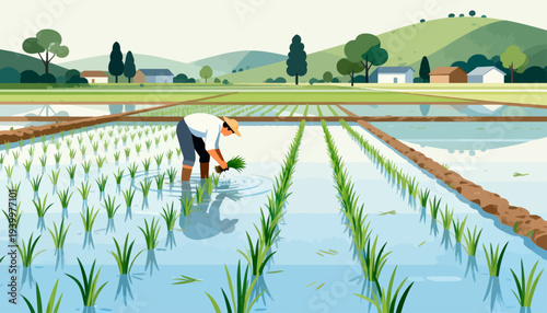 Farmer bends in waterlogged field. Hands plant young rice shoots. Rows stretch into distant hills. Green shoots rise from wet soil. Calm scene suggests peaceful work. Ideal for farming, rural life