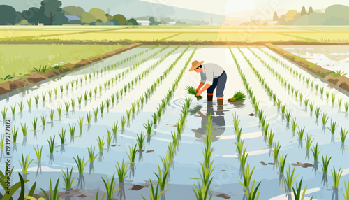 Farmer kneels in shallow water, planting rice seedlings. Rows stretch wide under a soft, golden sun. His hands carefully place each young green shoot. The field hums with quiet labor and purpose