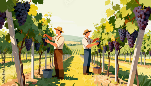 Two farmers harvest grapes in a sunlit vineyard. They wear hats and work in rows of lush green vines. Bunches of dark purple grapes hang heavy from branches