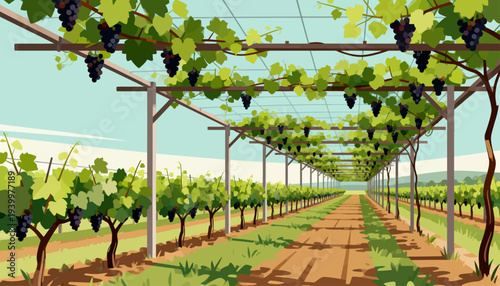 Rows of grapevines stretch under trellises in a sunlit vineyard. Clusters of dark grapes hang heavy from each vine. Lush green leaves frame the rows beneath the arched supports