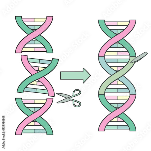 遺伝子組換えのプロセス図 二重螺旋の切断と結合 バイオテクノロジー