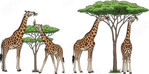 Giraffes feeding on acacia trees in African savanna wildlife scene isolated on white background detailed vector illustration set