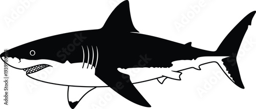 Great white shark silhouette illustration isolated on white background representing ocean predator, marine wildlife danger, underwater hunting, sea life education concept design