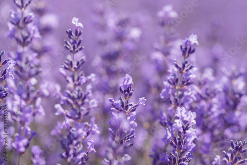 Close-up view of vibrant lavender flowers blooming under sunlight, evoking tr...
