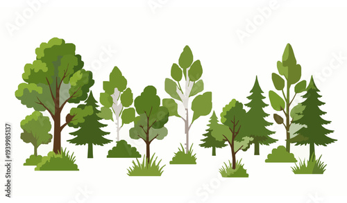 Spring season forest vector with oak, birch, and fir trees flat cartoon landscape isolated on white background