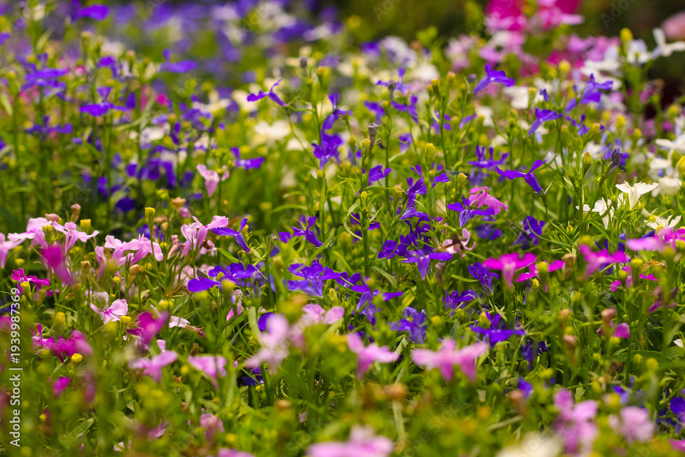 Fototapeta premium Various lobelia erinus flowers in shades of purple, pink, and white fill the garden, creating a lively and colorful scene in springtime sunlight.