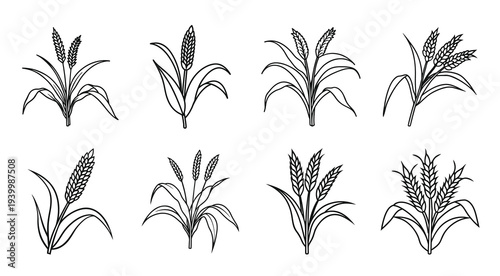 wheat and grain plants illustration collection flat