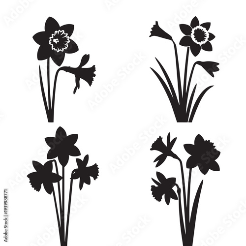 Four black and white daffodil flower with detailed petals and leaves