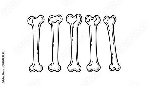 Five femur bones in a row, , anatomy illustration