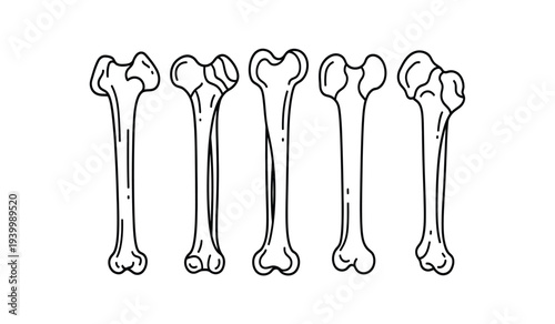 Illustration of human femur bones in different stages of development