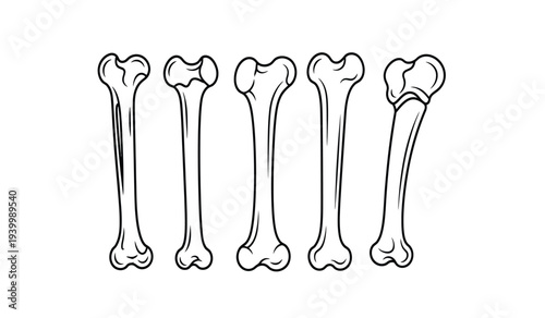 Set of five femur bones illustrated in different angles