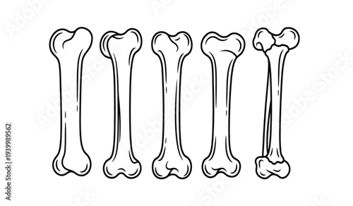 Set of six femur bones in various orientations