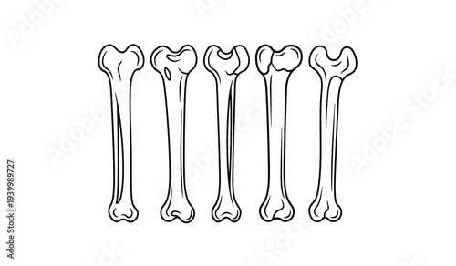 Set of five femur bones illustrated in different angles