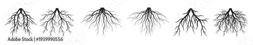 Set of Black Tree Roots. Outline Illustration and nature image.