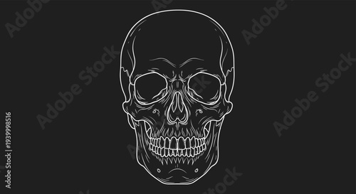 Detailed white line drawing of a human skull facing forward against a solid black background in an anatomical and artistic style.