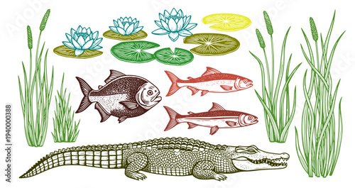 Swamp nature vector set. Engraving style illustrations of crocodile, piranha fish, water lilies, and reeds isolated on white.