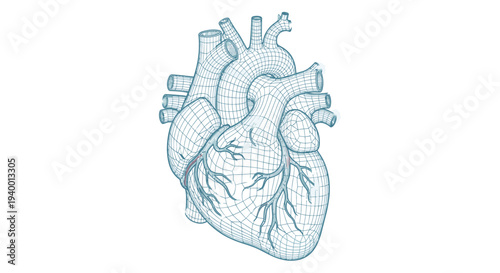 Wireframe illustration of a human heart on a white background, representing science, anatomy, and health
