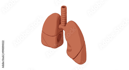 Anatomical illustration of the human lungs and trachea, isolated on a white background, medical concept