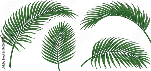 Collection of various palm leaves arranged in a decorative pattern on a clean background viewed from directly above