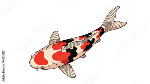 Detailed illustration of a colorful koi fish swimming seen from above with red, black, and white markings on its body.