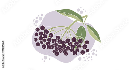 Elderberry Bunch with Leaves and Bubbles - Illustration