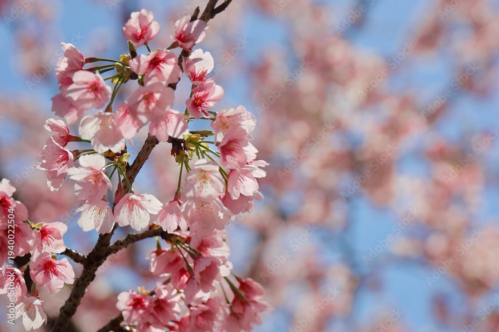 Obraz premium 青空と光を受けて花びらが透けるピンクの安行桜