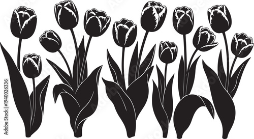 Black Silhouette Tulips on White Background Vector Illustration Design