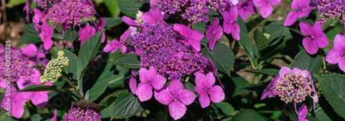Pink Hydrangea Flowers With Purple Clusters in a Lush Garden Setting