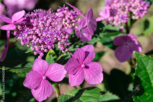 Pink Hydrangea Flowers With Purple Clusters in a Lush Garden Setting
