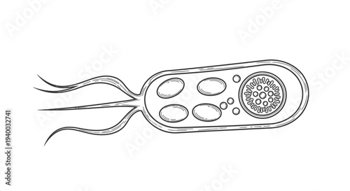 Detailed illustration of a bacterium with flagella and cellular components.