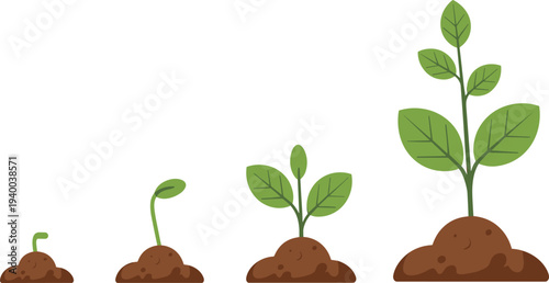 Plant growth stages vector illustration showing seed germination to young plant with green leaves and soil, natural botanical lifecycle isolated on light background