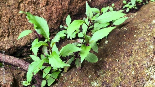 green leaves on the ground