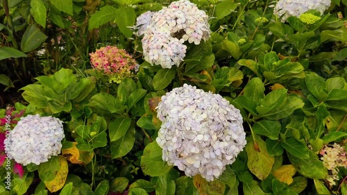 Beautiful blooming Hydrangea flowers (Hortensia) with lush green leaves in the garden
