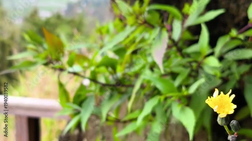 A tranquil close-up footage of wildflowers swaying by the wind. Ideal for wellness, environment, travel, and relaxing nature content