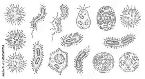 Collection of various microorganisms and cells illustrations.
