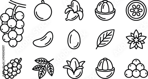 Handdrawn illustrations of various fruits and leaves in a minimalist style