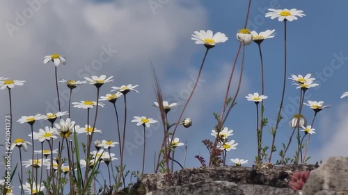 daisies in the field