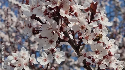 cherry blossom in spring  bee